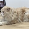 ⭐︎ココナくんスコ男の子⭐︎ サムネイル7
