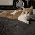 近所に住んでいる野良猫の里親を募集しています。