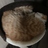 さめのけりぐるま