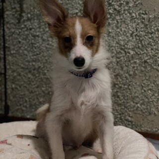 シェルティーMIX 子犬