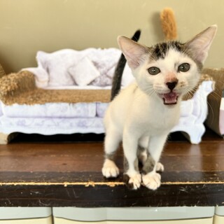 ちょろっと前髪『ヤクルト』