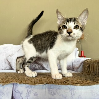 とても頭が良い『ビックル』