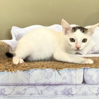 童顔女子『カルピス』