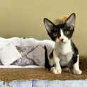 スフィンクスの様な猫『ラブレ』