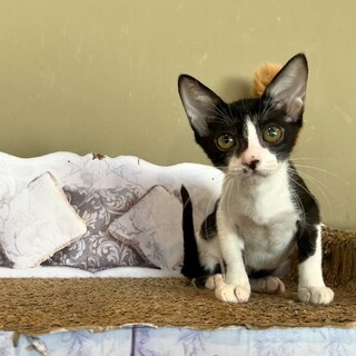 スフィンクスの様な猫『ラブレ』