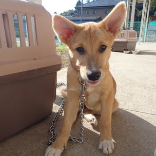 センター応募でトライアル予定のため一旦終了　