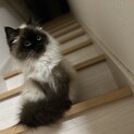 ヒマラヤン　3歳　メス