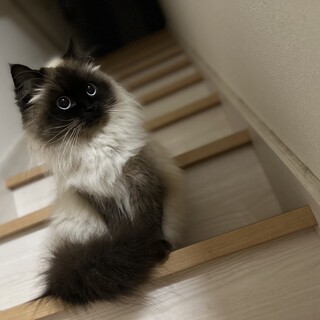 ヒマラヤン　3歳　メス