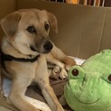 11kg、小さくて穏やかなラブラドール風