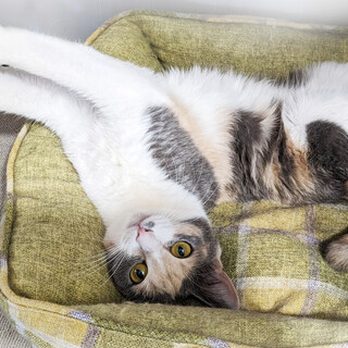 お返事が可愛いパステル三毛☆美鈴ちゃん