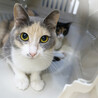 お返事が可愛いパステル三毛☆美鈴ちゃん サムネイル2
