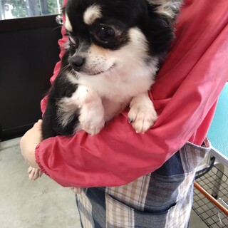 可愛チワワの女の子　４才