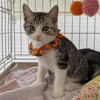 11/26日本橋　目力強の美少年！ダイくん♡