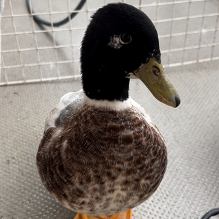 コールダック鴨カラー雄1羽、雌2羽を15000円でお譲り