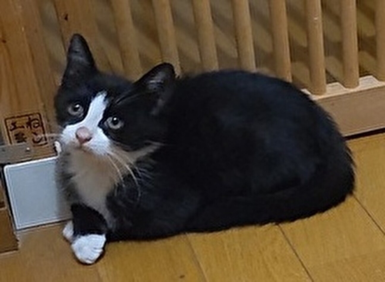 白黒タキシード猫＠名古屋」愛知県 - 猫の里親募集(475758