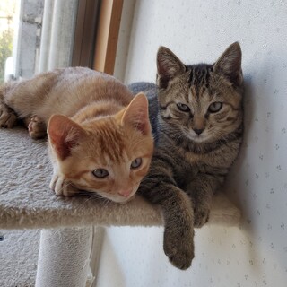 ベッドでフミフミ、かわいさ溢れる姉弟ペア