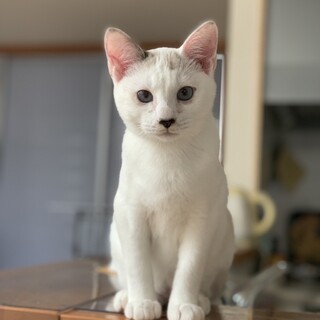 [2/10譲渡会参加]しんくん