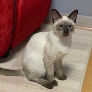 [2/10譲渡会参加]あゆむくん