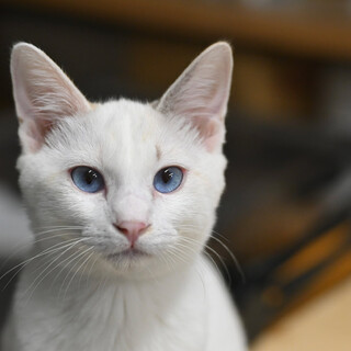 美人ビアンカちゃん