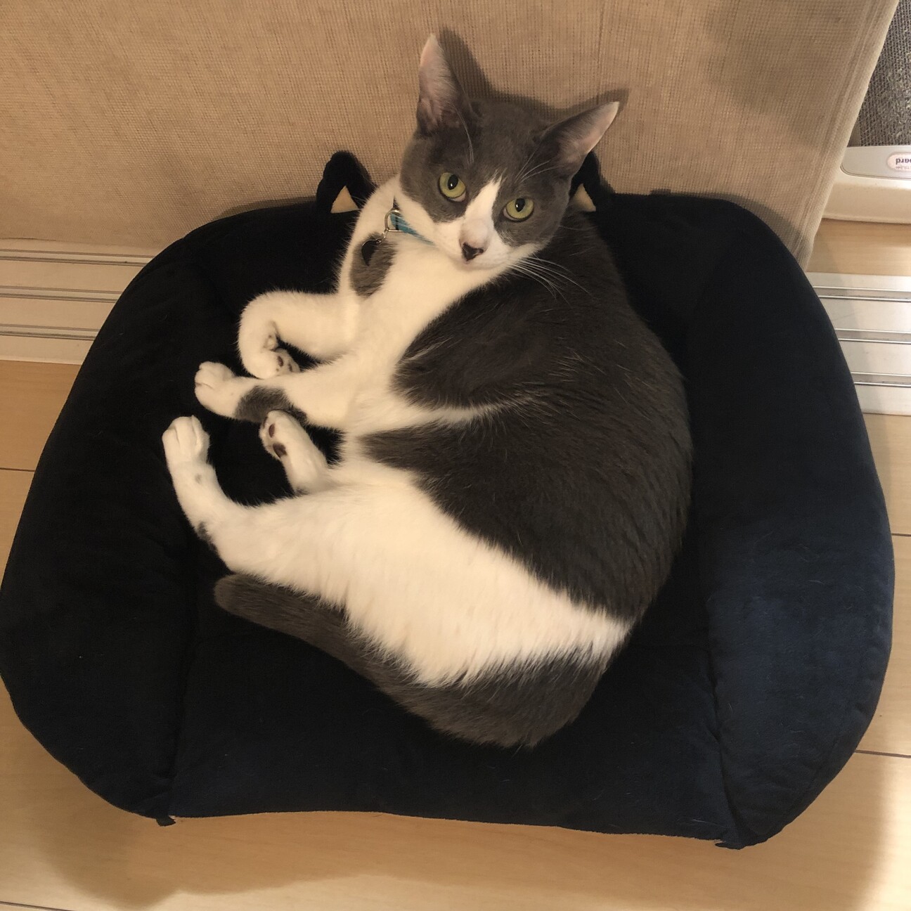 サシャ