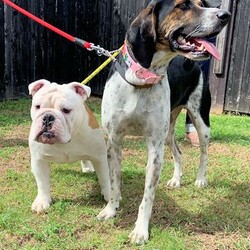 総社市ＡＷＡしつけ教室　＜雨天決行＞ サムネイル2