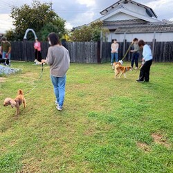 総社市ＡＷＡしつけ教室　＜雨天決行＞ サムネイル3