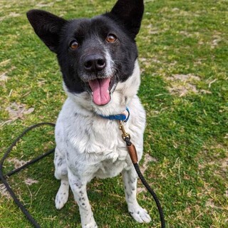 人懐っこい女の子、マリリン！