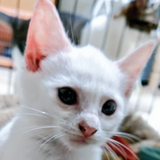 ママいなくても頑張るもん♥ はぁちゃん ♥2ヵ月