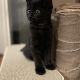 【生後約２か月】クロ★男の子♂