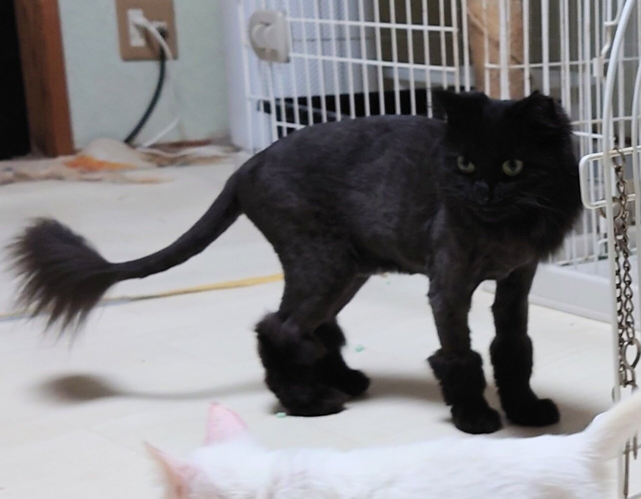 猫 ライオン カット