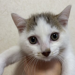 1/3000の確率で産まれる白三毛オス２か月。貴重