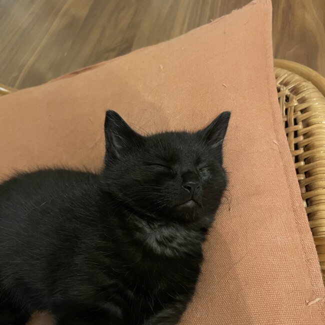 chiryuのカバー写真