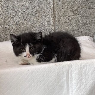 生後1ヶ月♡毛長の白黒ハチワレ　可愛い子猫