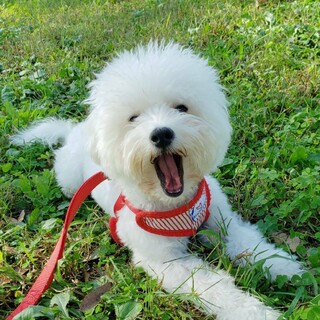天真爛漫！人も犬の大好きなポンくん