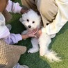 天真爛漫！人も犬の大好きなポンくん サムネイル3