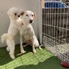 天真爛漫！人も犬の大好きなポンくん サムネイル4
