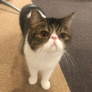 温厚なエキゾチック