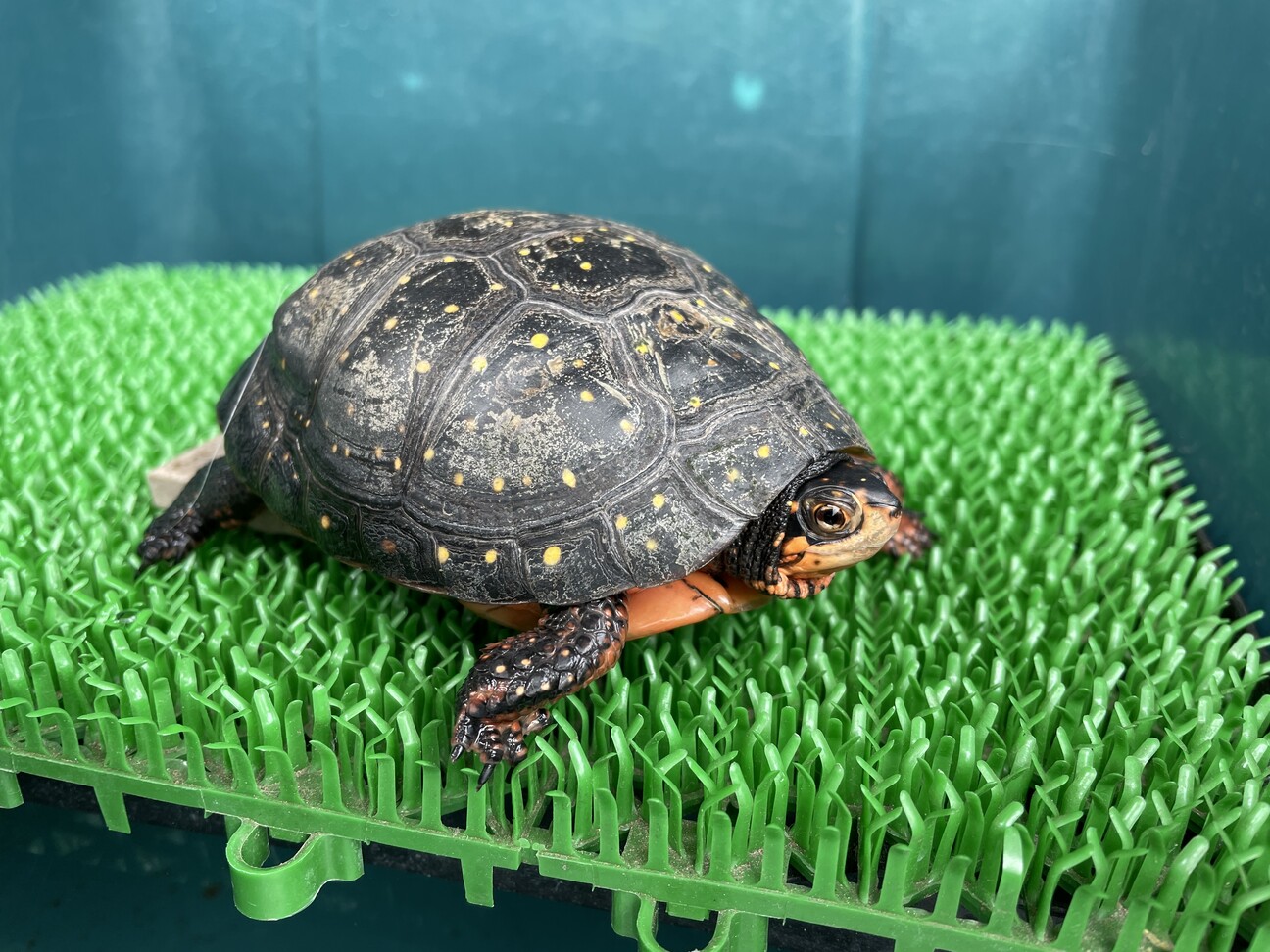 キボシイシガメ2匹(雌雄」千葉県 - 爬虫類・他の里親募集(475806) 1