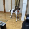 イングリッシュポインター　人懐っこい　甘えん坊 サムネイル2