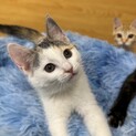 推定8月下旬産まれ・三毛猫の女の子♪