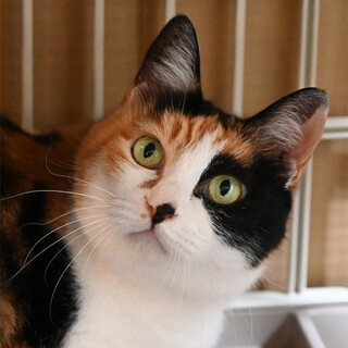 おとなしくて優しい三毛猫さん10歳