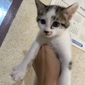 子猫です