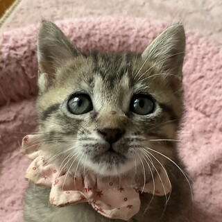 生後6週、元気で活発、甘えん坊のさんたです♡
