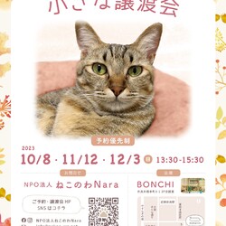 NPO法人 ねこのわNARA 保護猫 小さな譲渡会