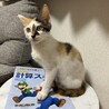 人懐こい三毛猫＠名古屋11/11里親会参加 サムネイル3