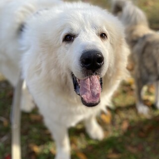 グレートピレニーズ（メス•２歳半）