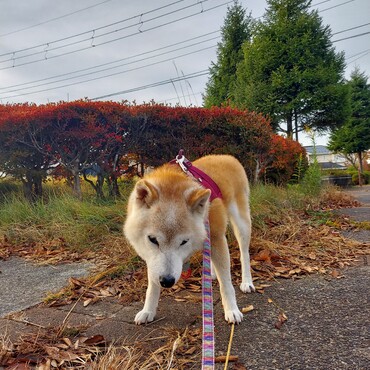 チョコちゃん( ´ー`)私も後ろ足踏ん張れなくなってきたよ(;´∀｀)でもまだお散歩がんばってた( ´ー`)チョコちゃん♪おたがいにまだまだがんばろo(｀^´*)