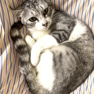 慣れるとスリゴロ甘えん坊の、ぐりくん