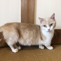 人見知りでちょっとビビりな短足ちゃん