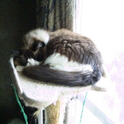 「初雪到来！猫どもは大型ストーブ前集合！」サムネイル3